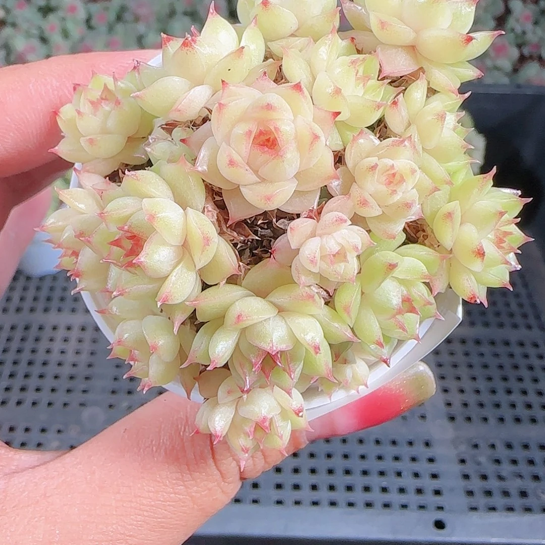 0923-82麦秆优选不包整