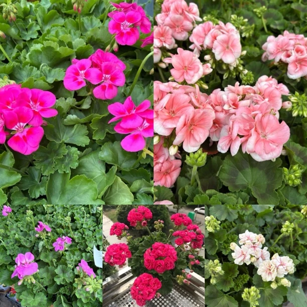 精品天竺葵随机到手两盆两品种