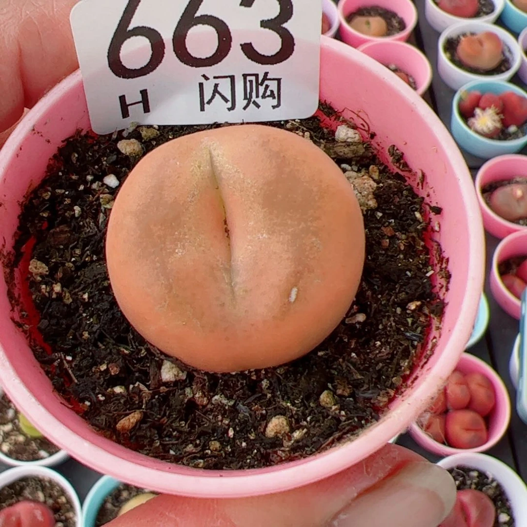 无花朵紫**夏我很喜欢这个H663