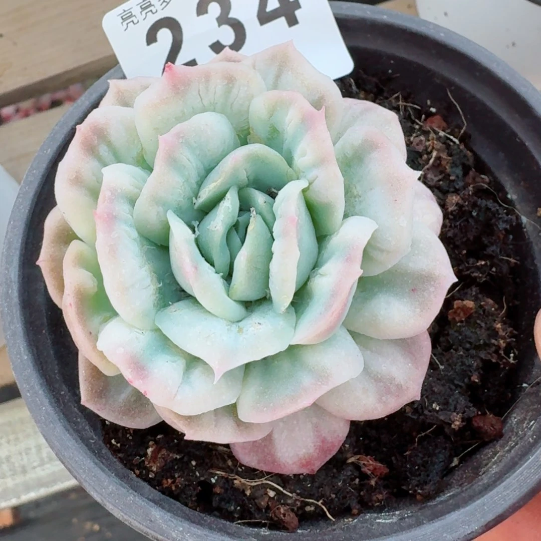 泡泡纱裙         精品多肉