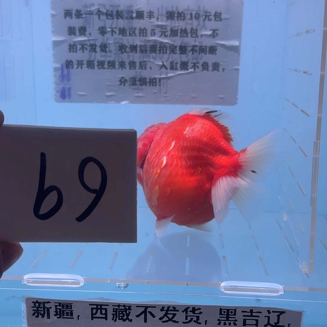 金鱼腾川优宠金鱼专拍