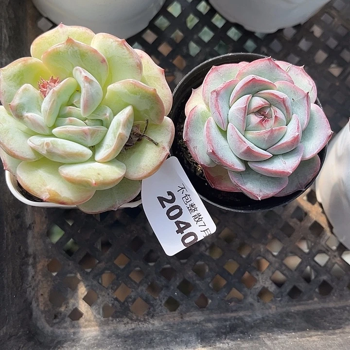 阿雅园艺。     2040两颗