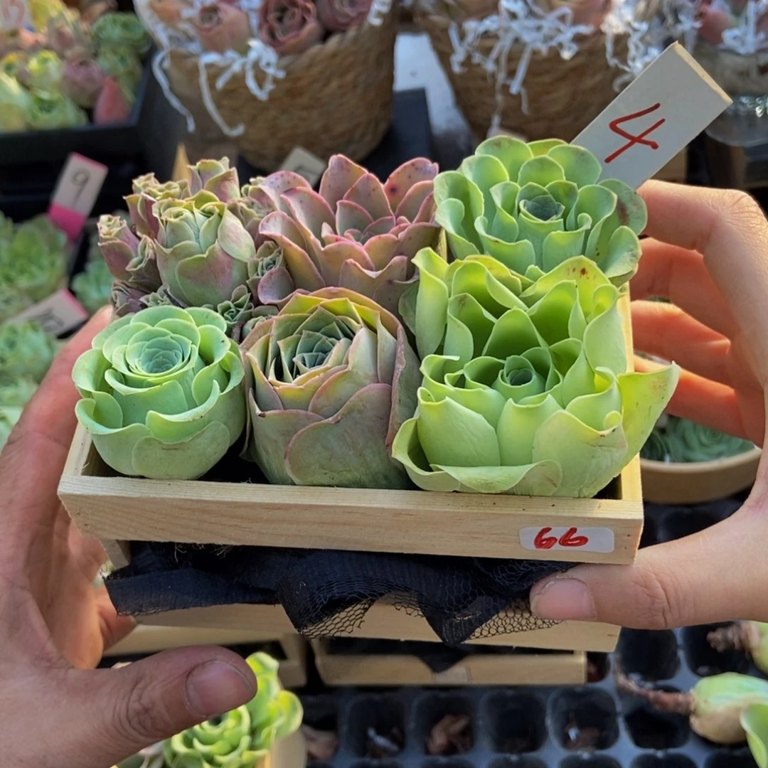 山地玫瑰多肉植物花卉66