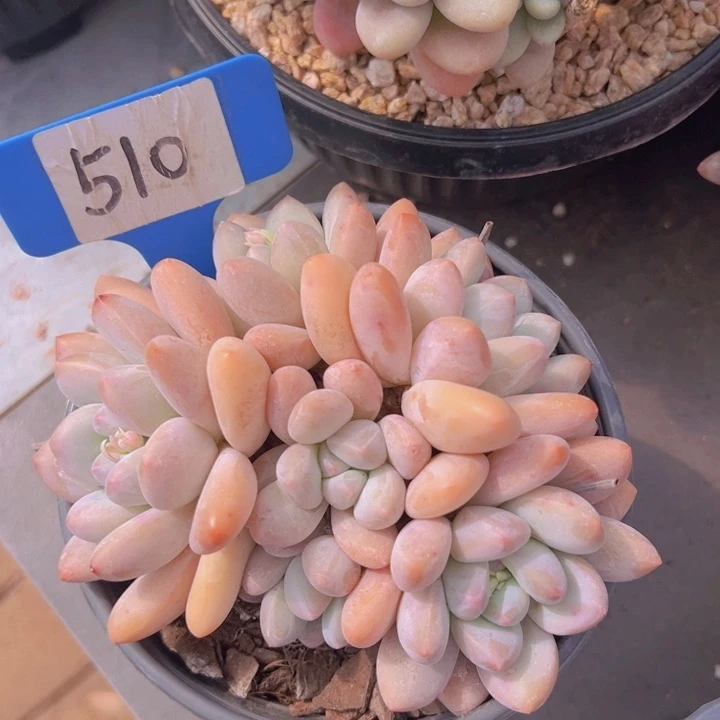 健健康康平平安安