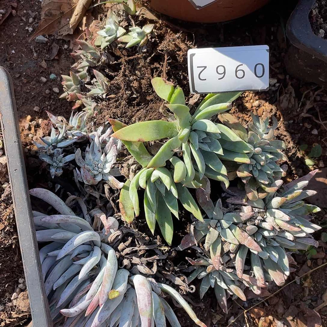 瑕疵特价不售后6颗0962