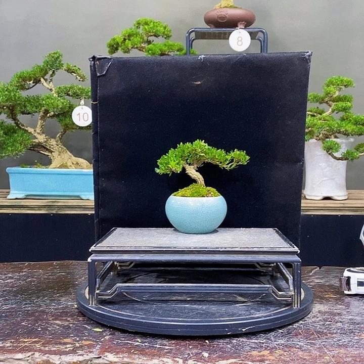 无花朵M黄杨盆景四季常青