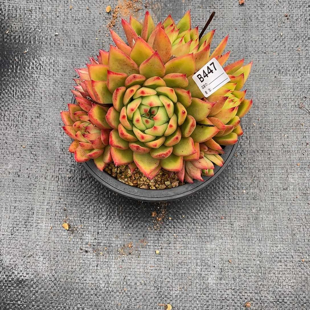 若如东云单拍B447