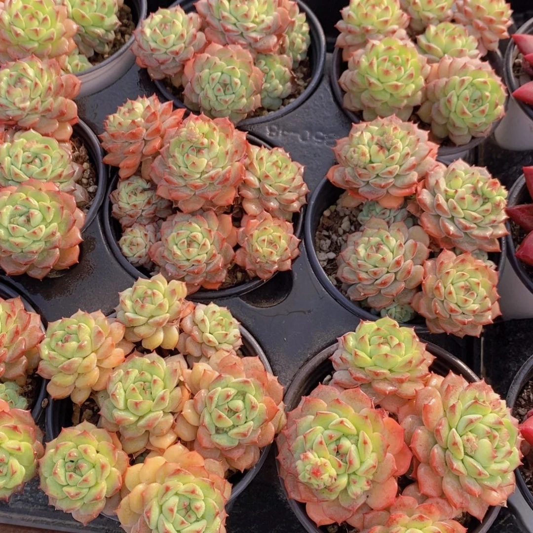 量拍14号 精品玫瑰莲多头一个