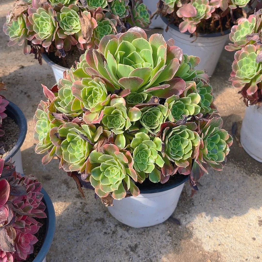 特斯拉手捧多肉植物上
