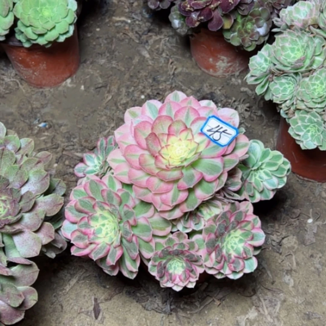 【闪购商品】火龙果45