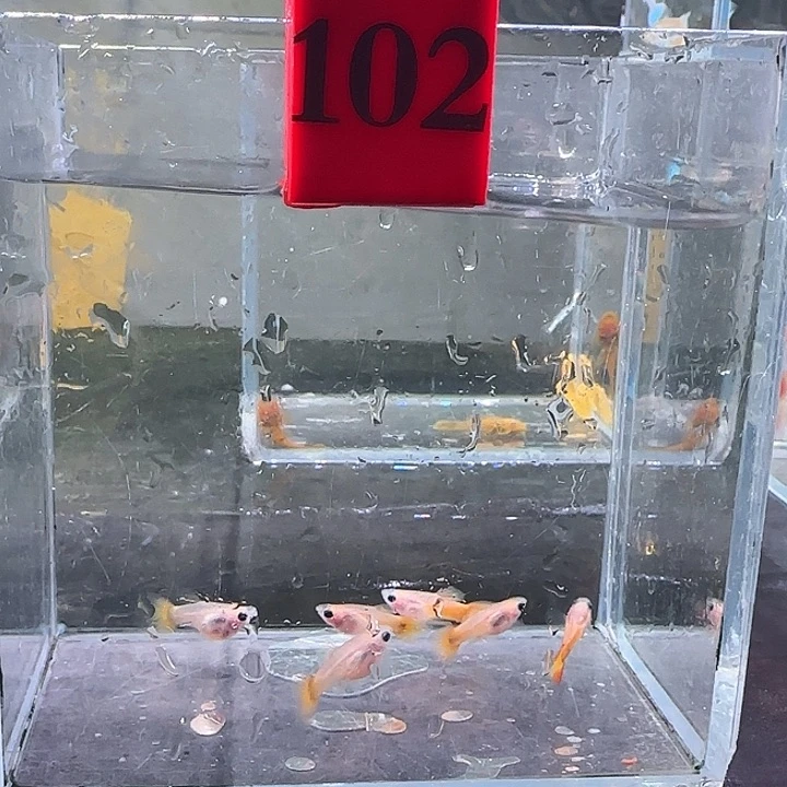 孔雀鱼102号6条，