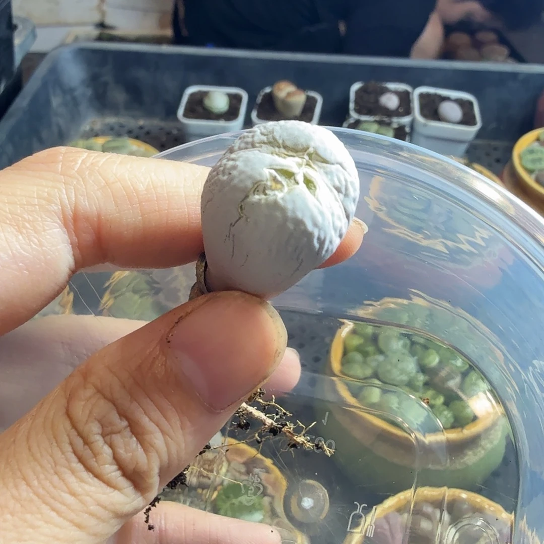 L***a多肉葡萄的季节性72