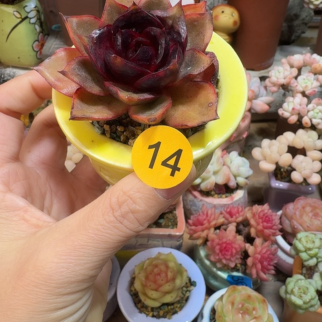 14 多肉含盆土 30元包邮非偏远