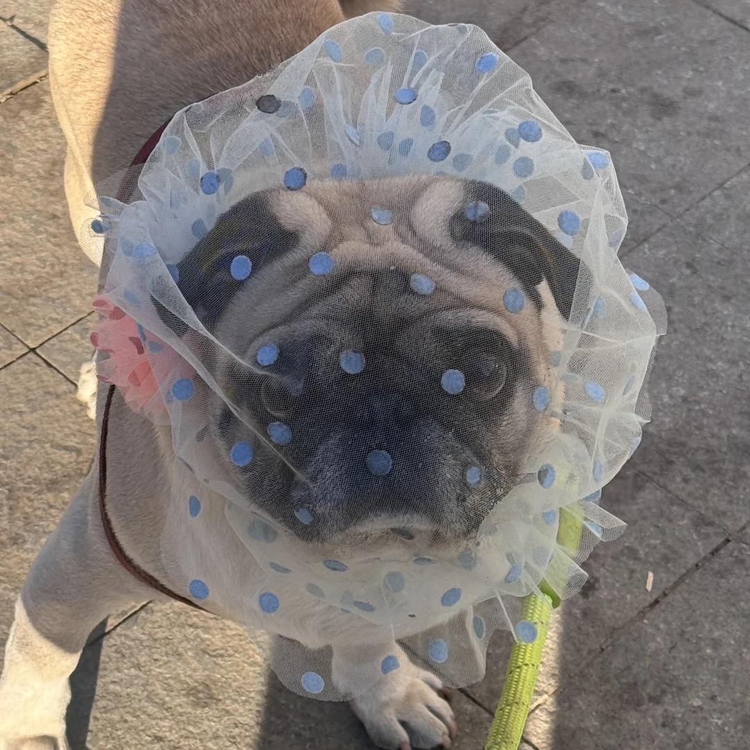 【可调节】防误食网纱头套