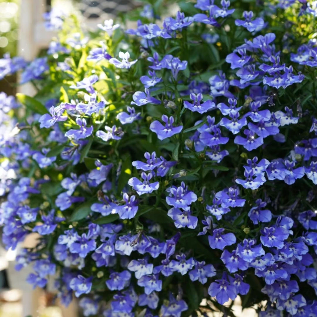 六倍利盆栽大苗带花半边莲室内客厅耐阴绿植物花卉四季开花好养