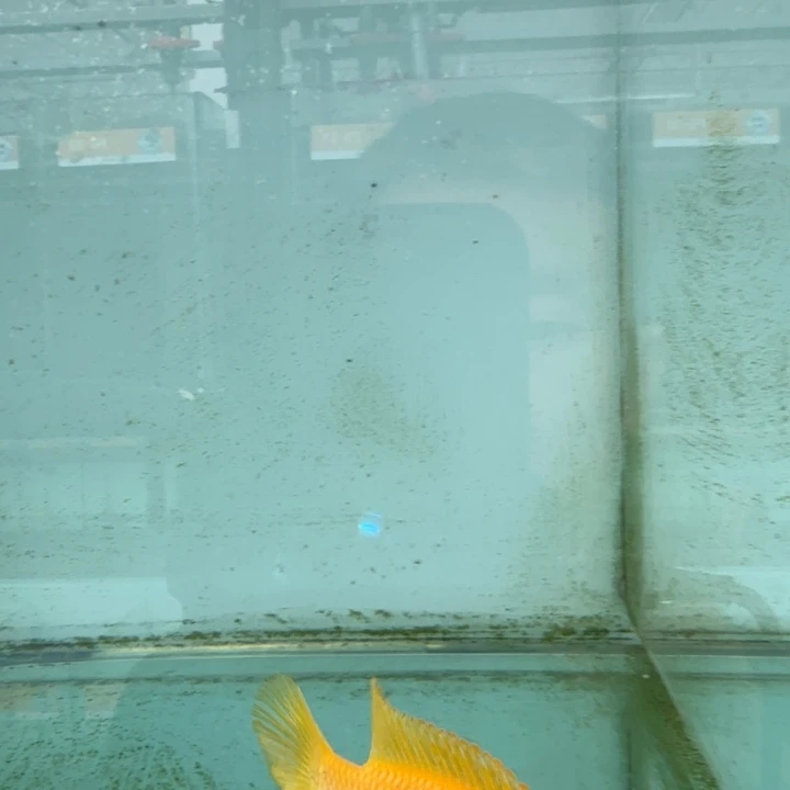 霓虹灯鱼727埃斯特斑马。