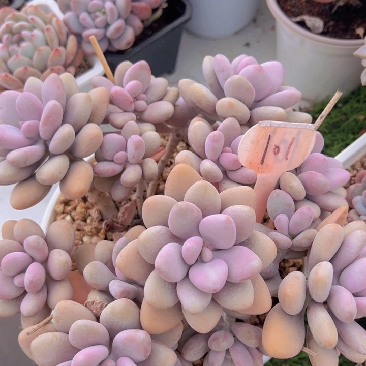 健健康康平平安安