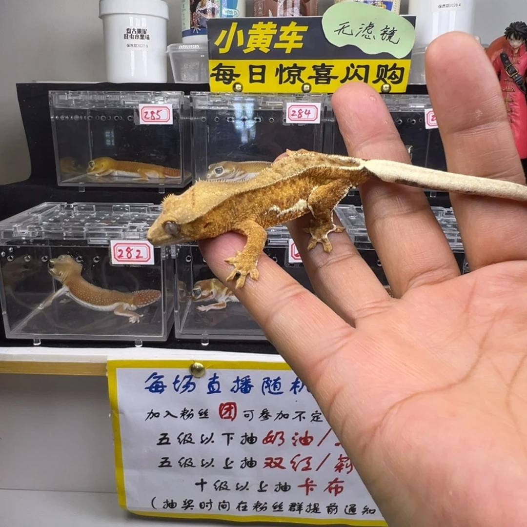 睫角守宫幻影莉莉