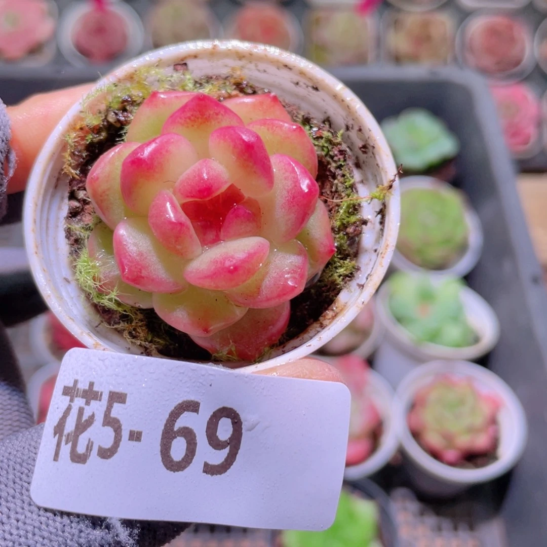 花利美 5-69福利珍妮