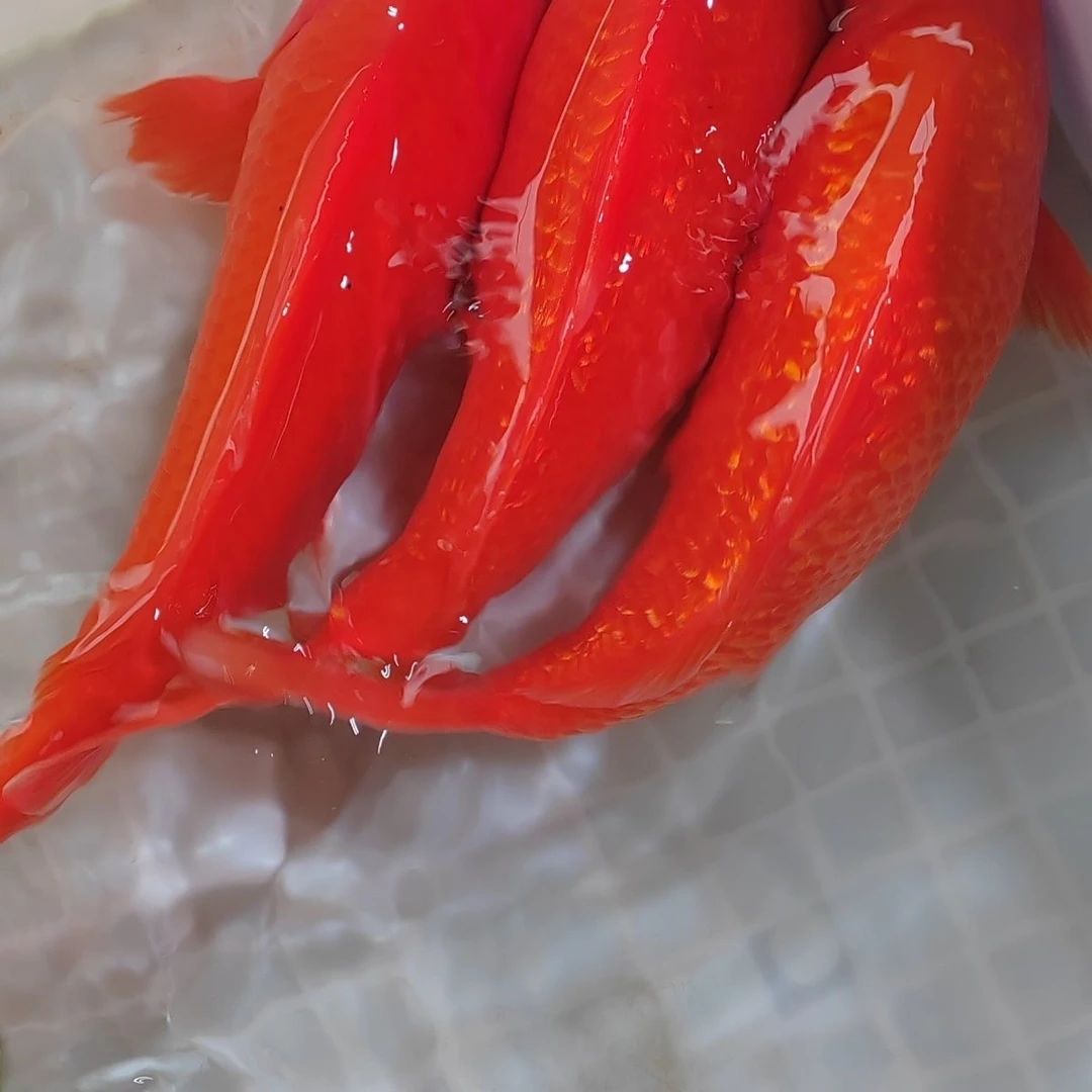 精选闪鳞火荷包鲤红锦鲤冷水观赏鱼好养耐活淡水鱼苗招财