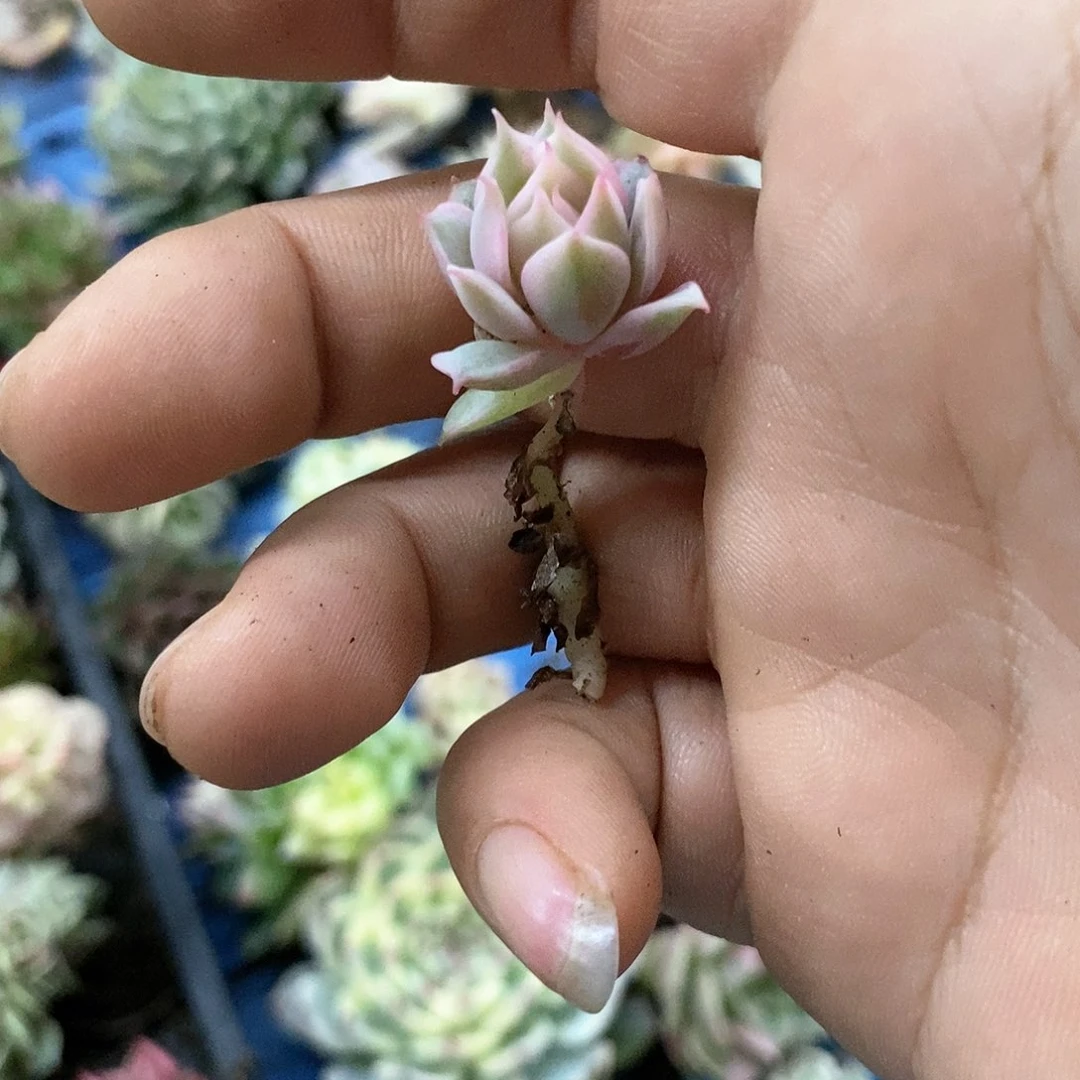 354粉蝶锦富伦可嫁接多肉