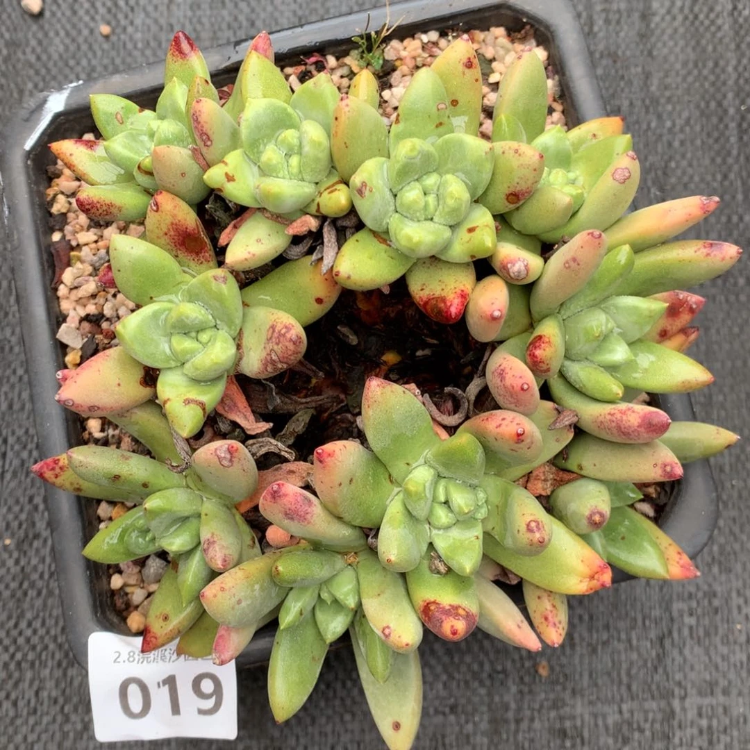 @***姐绿拇指杂019多肉植物