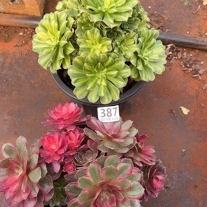 387组合诺米多肉法师锦不包售后