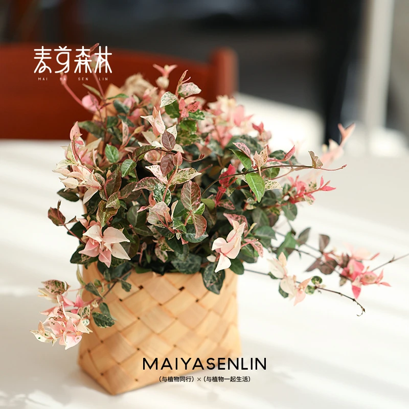 花叶络石丨园艺师推荐耐晒绿植盆栽庭院楼顶露台美观懒人好养易活