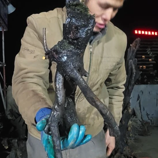 顺***水无花朵金单子当前无花果