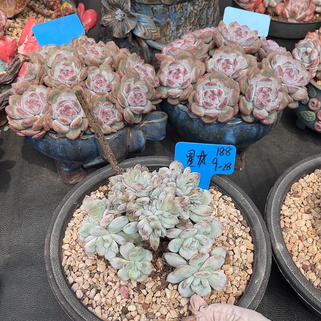 星石榴子小树多肉植物