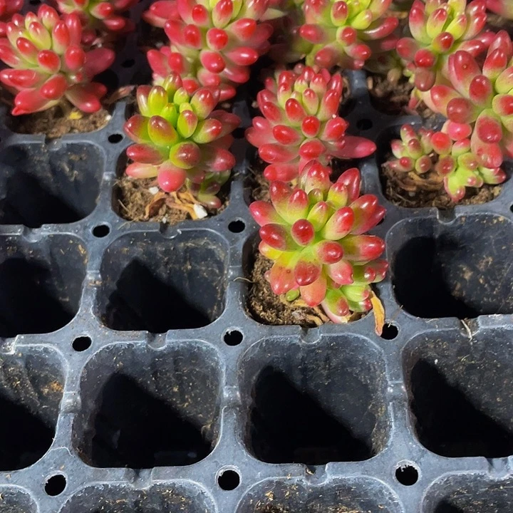 小红之玉锦1元带土土