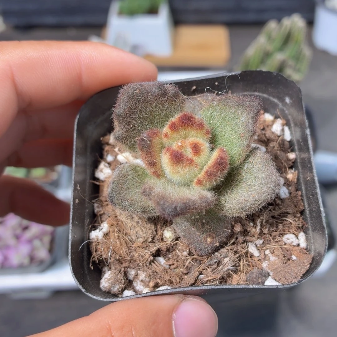 泰迪熊多肉9.9包邮发货