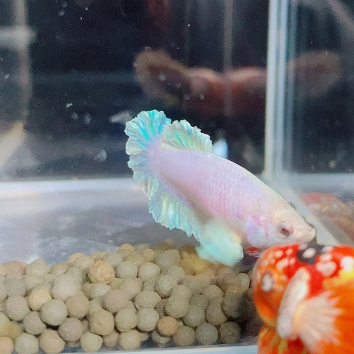 斗鱼黑319号绣球母