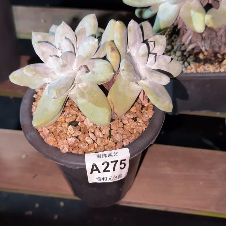 拇指仙女杯多肉植物