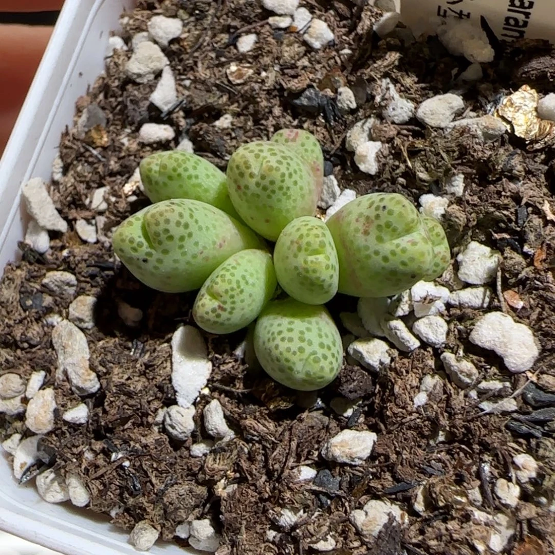 肉锥多肉植物组合-草莓斑马539