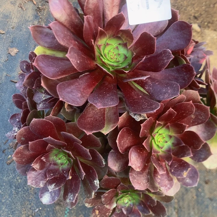 519赤焰连多多肉植物