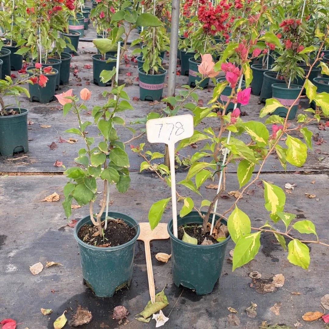 小***五全部花朵绿叶台湾姑娘+金心双色778