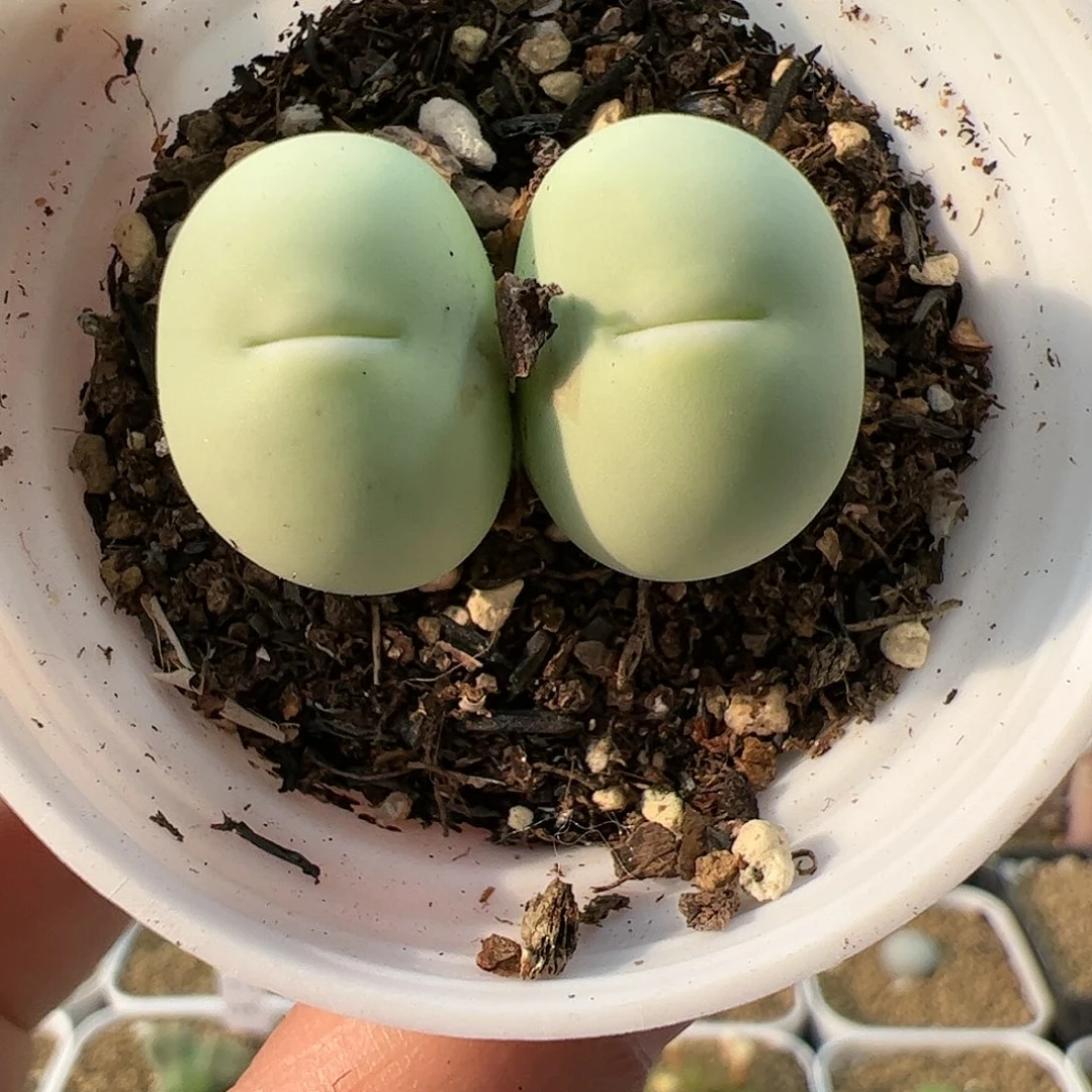 【闪购商品】297 双头
