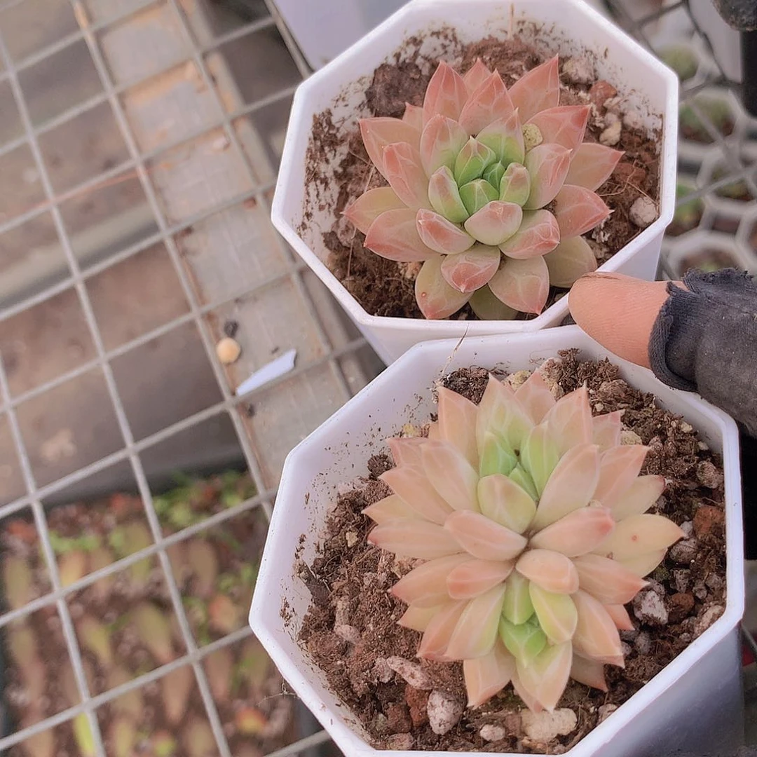 伊卡鲁斯单双两颗34567889