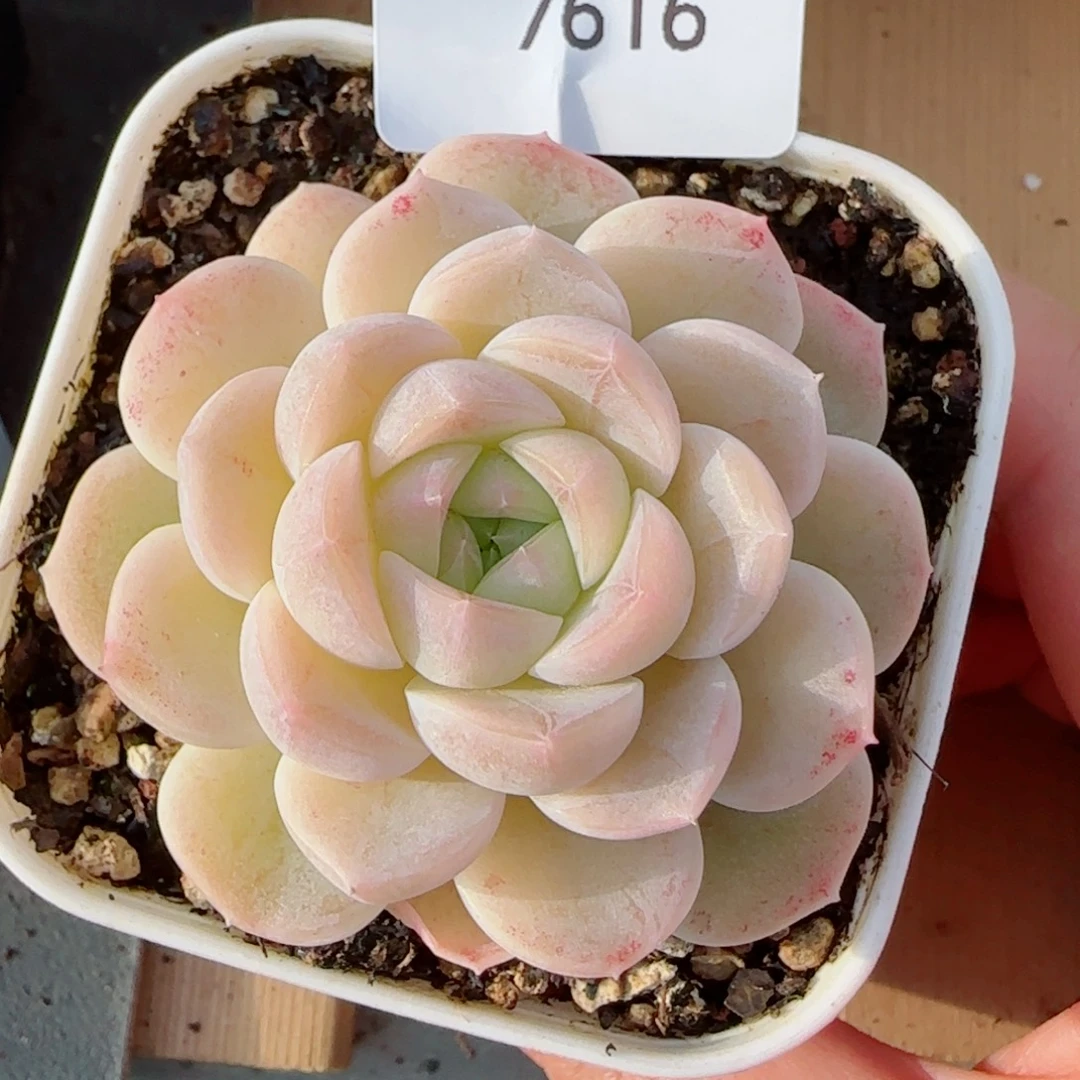 孤月珍妮，7616多肉植物