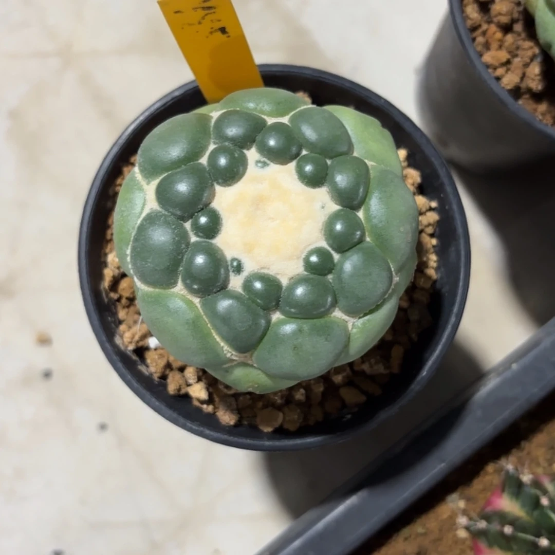 85-1119泰国发货多肉