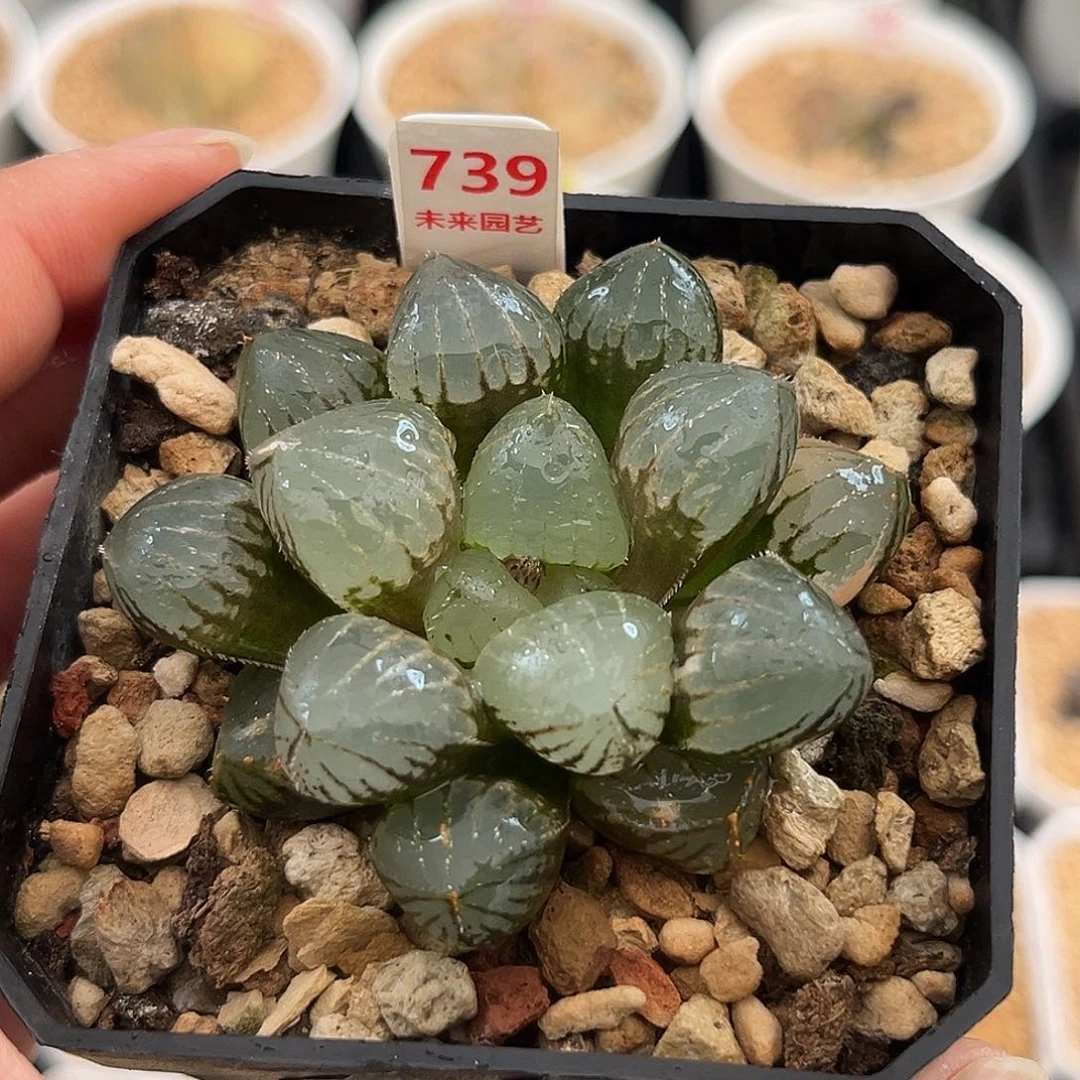 739糯玉露锦一物一图