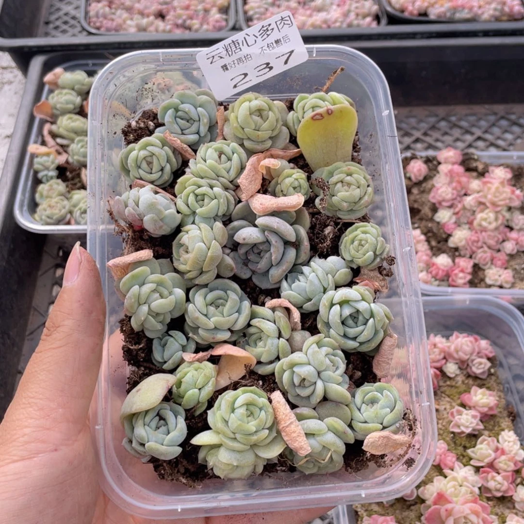 云糖心多肉植物237