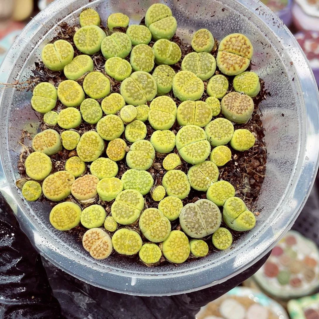 生石花18包邮0919-150