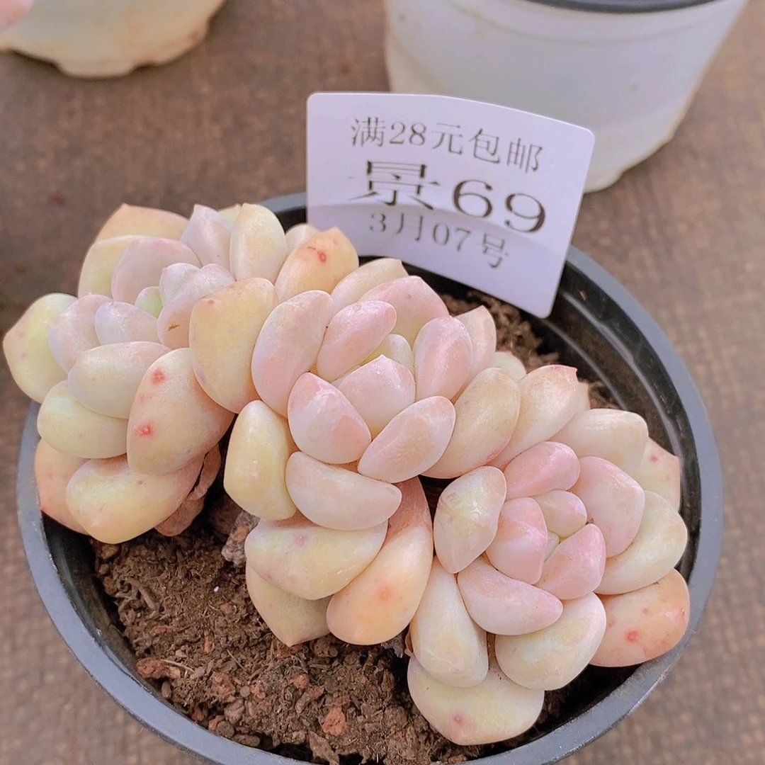 【闪购商品】云69号