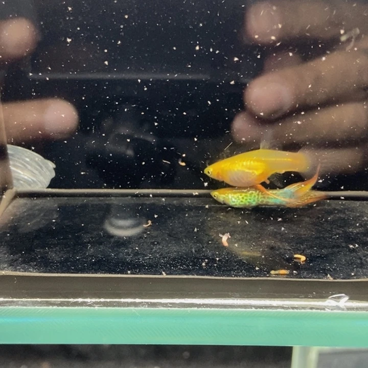 孔雀鱼火焰琴尾孔雀鱼精品