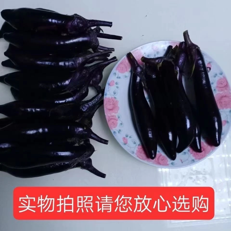 东北小紫茄子蒜茄子生吃蘸酱茄子