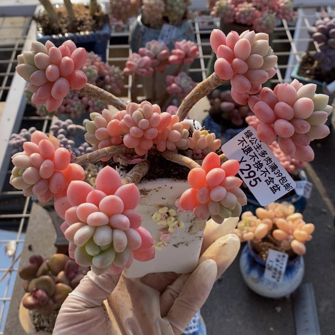 鱼子酱295/12cm多肉