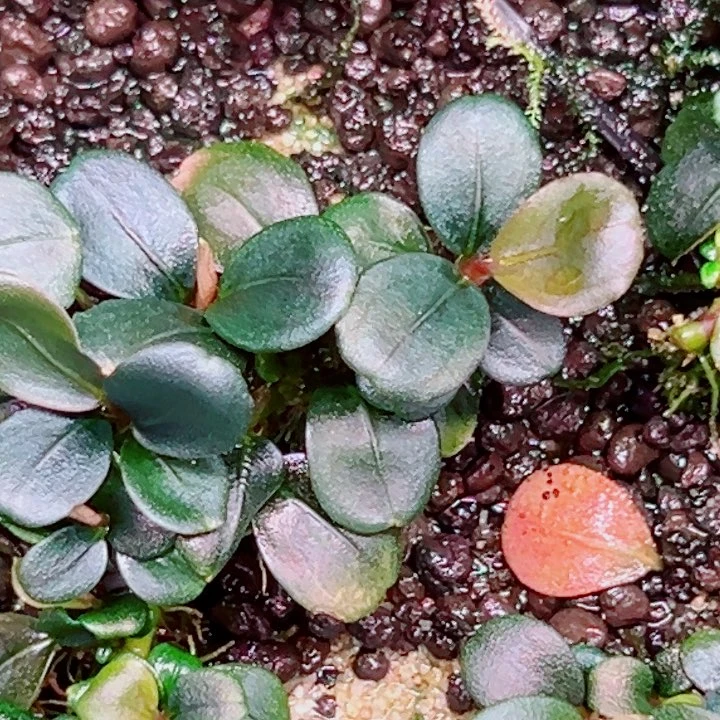 无花朵福利辣椒榕K6