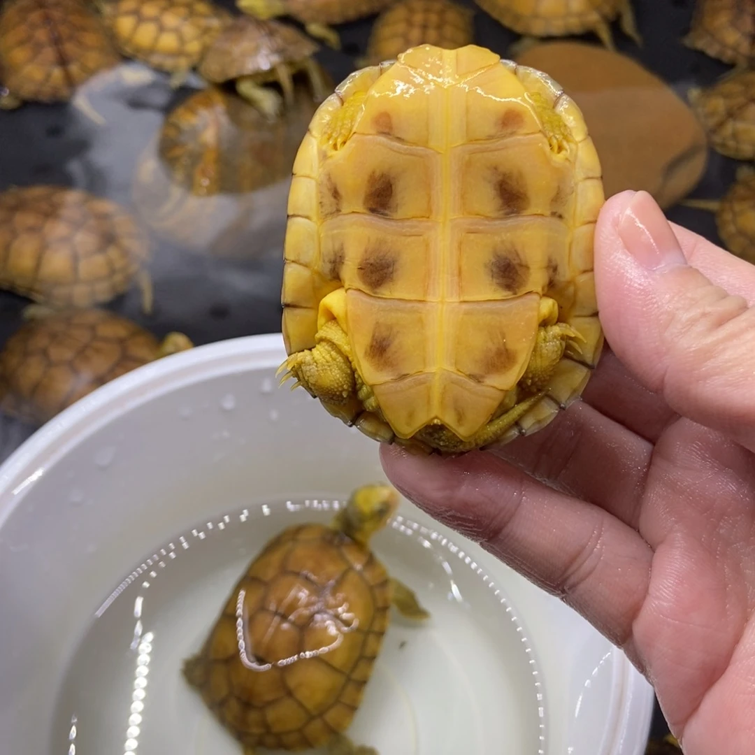 @***、公母搭配绿毛龟小青6.8厘米